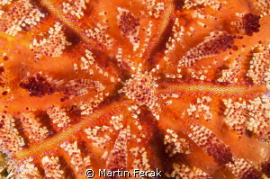 Warm colors from warm waters of Indonesia by Martin Ferak 